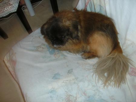 et voici mon chien 
